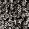 food073